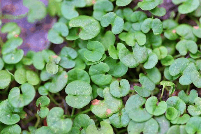 别再养绿萝吊兰了, 现在流行养“这个”, 遇水就活还能当消炎药!