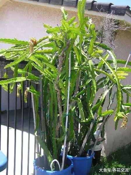阳台可以栽种的8种盆栽水果, 有的还能四季结果