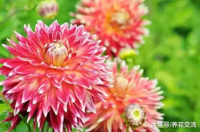 大丽花养在院子里比向日葵还美, 用这些方法养护可以年年开花