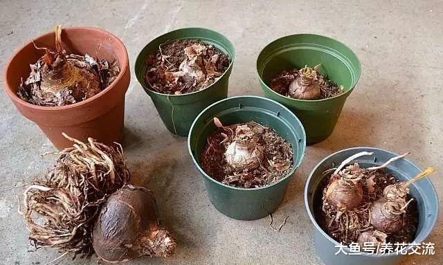 朱顶红的花朵凋谢之后, 如何重新焕发生机?