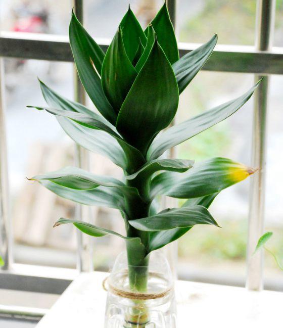 富贵竹插在沙土里, 杆子粗的像小树, 天冷照样冒绿叶!