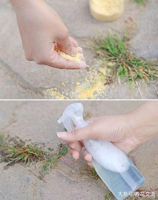 在家里用常用的溶液DIY杂草喷杀剂, 不用花钱的有机除草方法