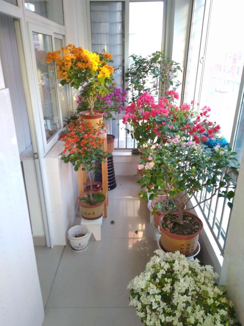 人人都养的2种花, 入冬后要“狠心剪”, 明年开春就“爆盆开花”