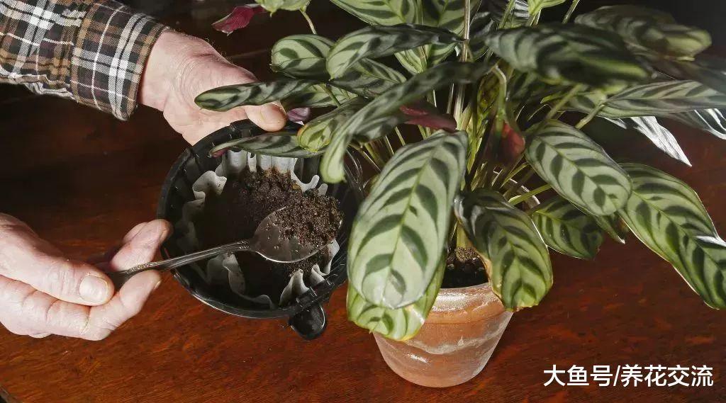 实用的11个养花技巧, 让你的室内盆栽植物生长健康旺盛
