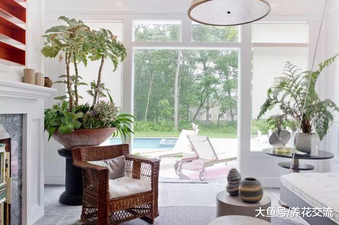 让室内盆栽植物保持健康的八个要点, 还担心家里的植物养不好吗