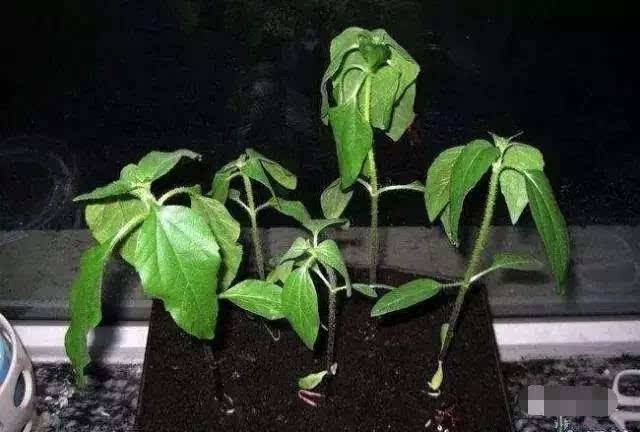 浇水不行花养不活, 教你“4个”小技巧, 花卉长爆盆!