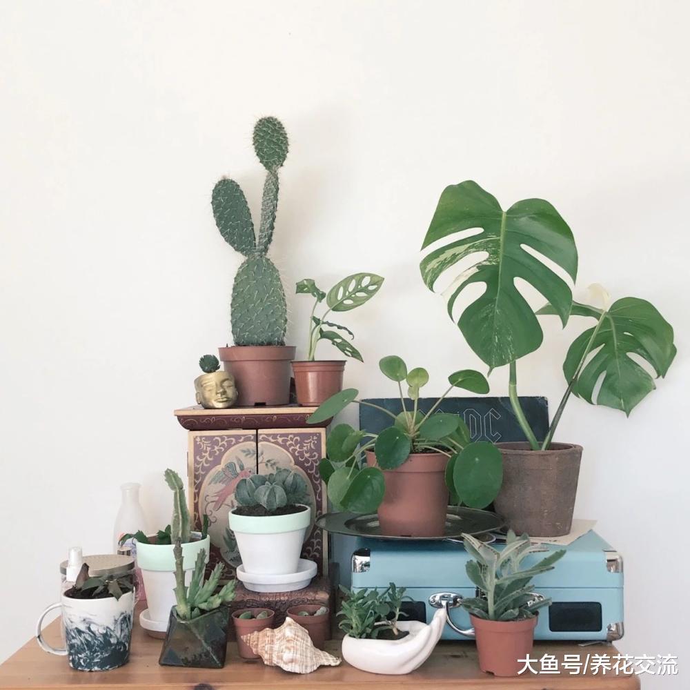 将室内盆栽植物养死的7个主要原因, 你有哪个中招的?