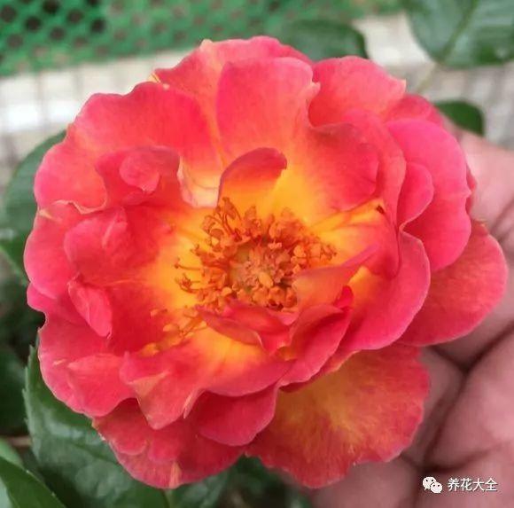 这几种花, 一到夏天就变样, 丑的一盆都不想要!