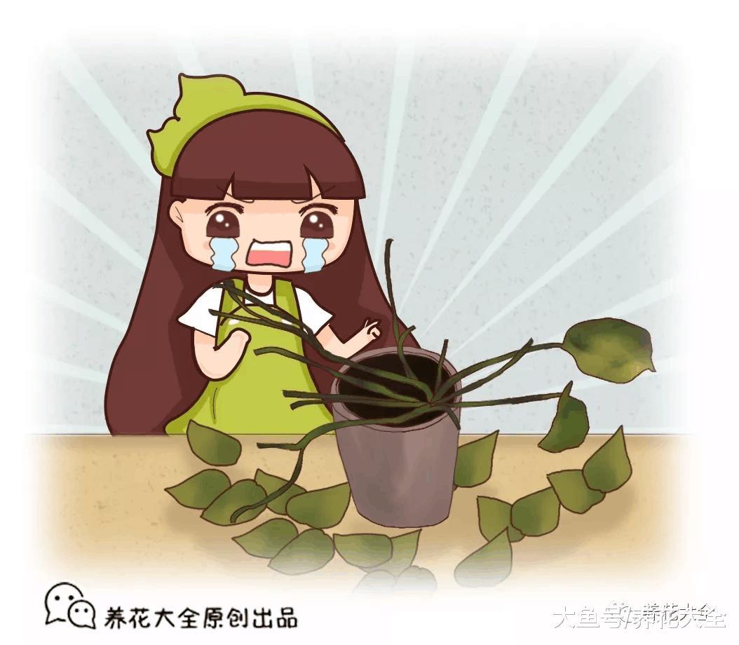 绿萝秃的只剩梗? 学会这一招, 起死回生再爆10盆!