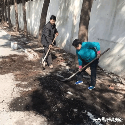 养多肉还买土? 门口挖点掺上它, 1分钱不花爆10盆!