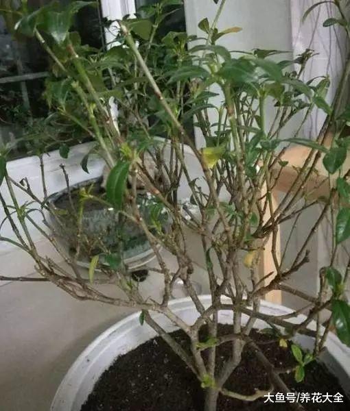 不知道该买什么花肥? 那不如试试自己做, 比买的还好用!