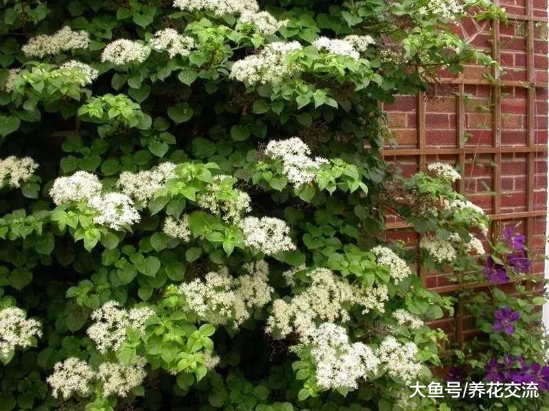 8种能够养在花盆里面的爬藤花卉, 开花的时候特别美