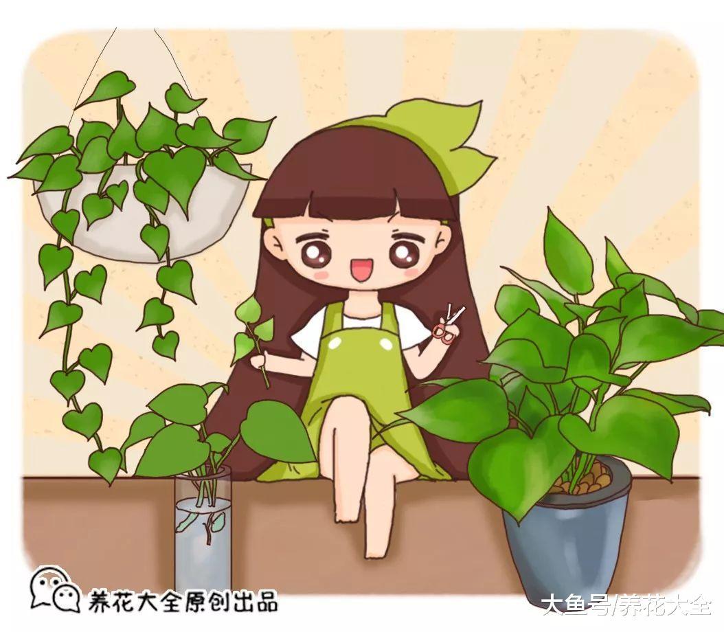 扦插黑腐总烂根, 试试这一招, 白花花的根呼呼冒!