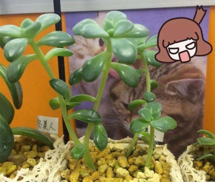 你的多肉巴掌大, 他的多肉竟然爬上墙, 这差得可不是一点点!