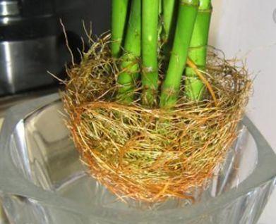 富贵竹1片“药”, 君子兰1把“粪”, 根系像鸟窝, 开花又大又艳