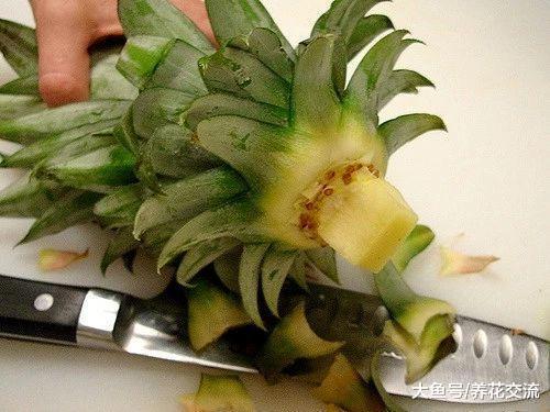 夏天吃剩下的菠萝叶冠不要丢掉, 用这方法两三年又能结果
