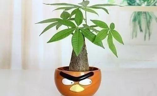 狗年在家里摆上这么几盆植物, 才能旺上加旺, 红红火火过日子!