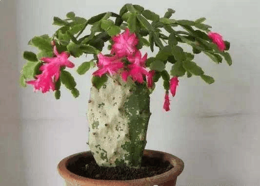 仙人掌不起眼? 用它来“嫁接”植株, 成活率蹭蹭长!