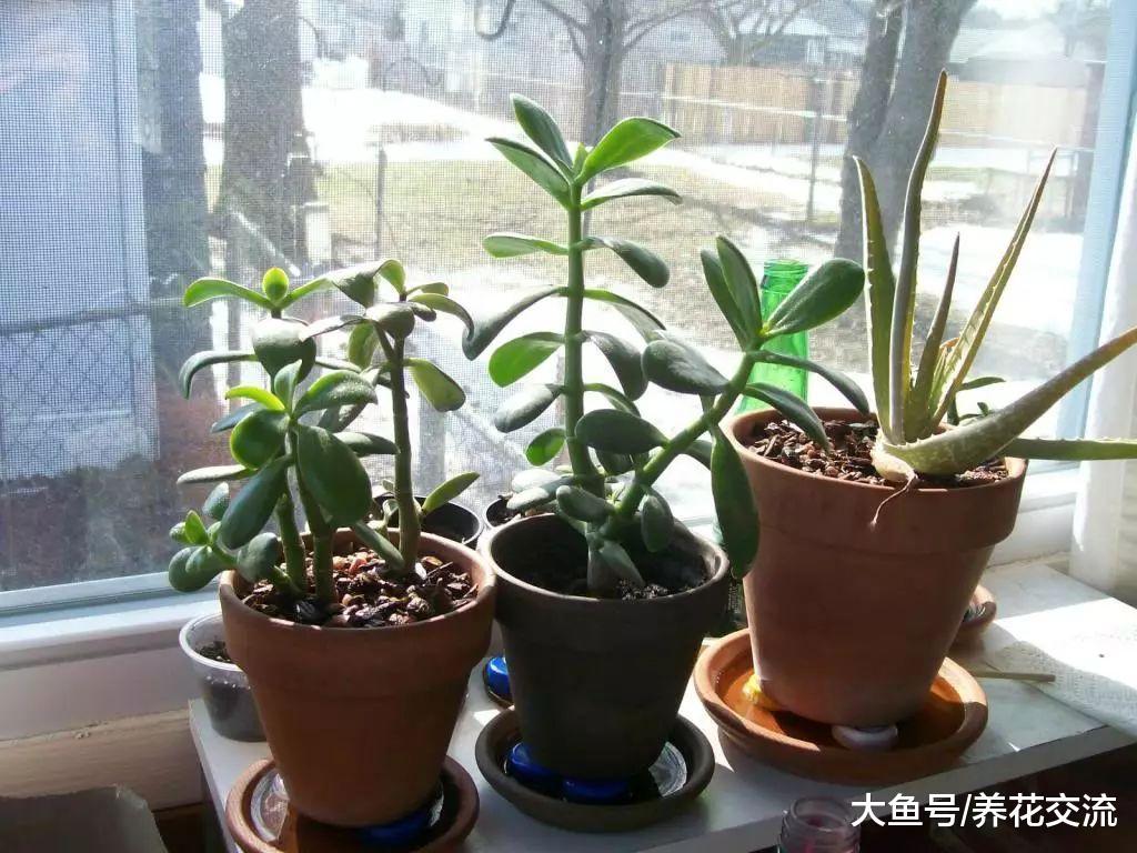 玉树没想到还能长成一片小森林, 叶缘还能变成红色