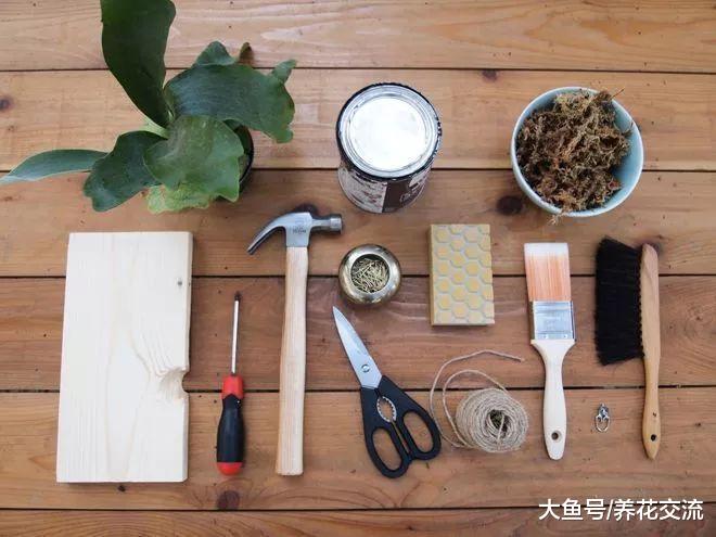 ?适合养在木板上的鹿角蕨, 挂在墙上能变成好看的装饰植物