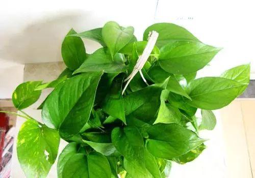 观叶植物针对不同的月份进行养护, 才能叶片常绿, 没虫没病害!