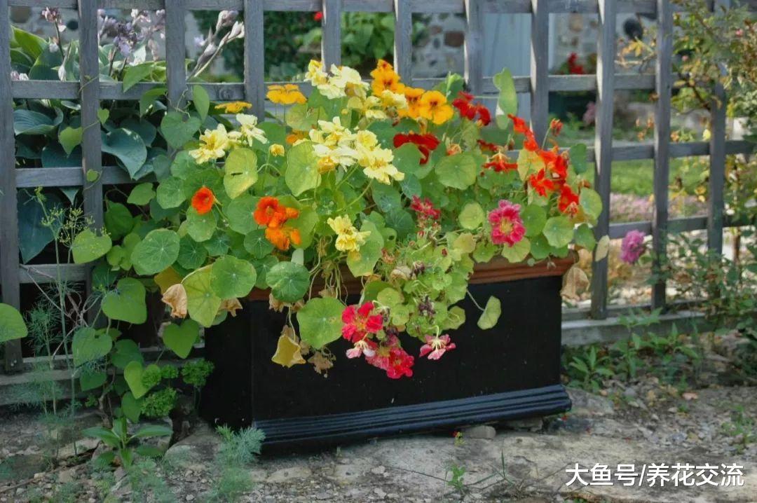 5种可以常年开花的盆栽花卉, 花朵艳丽, 播种繁殖特别简单