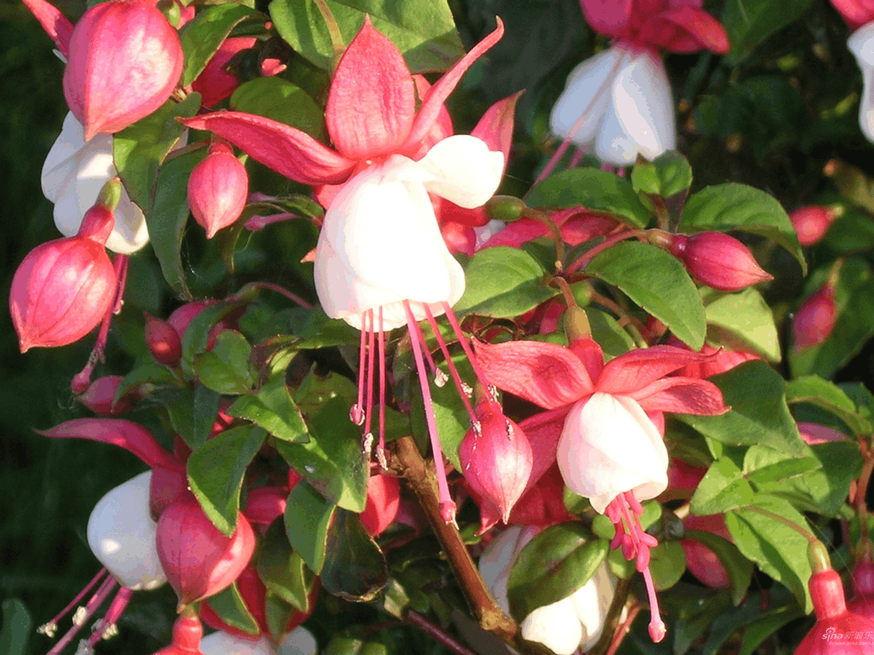 养花就养这些, 开花像“灯笼”, 打理起来更简单!