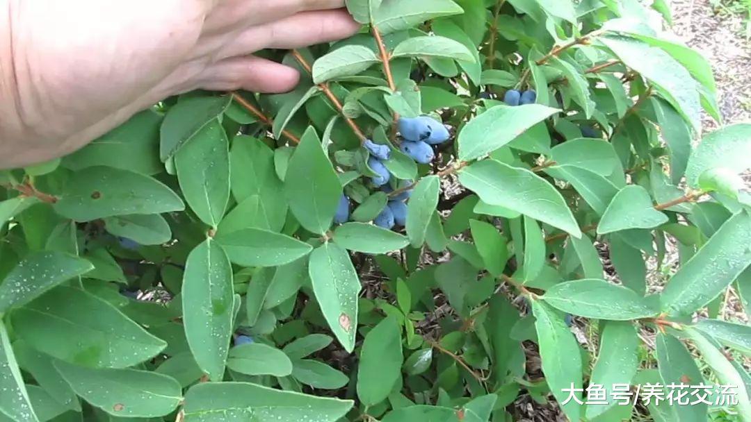 不寻常的7种可食用蔬果, 你能认出几种呢?