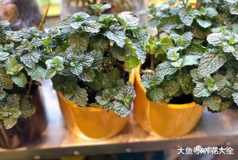 夏天大家都喜欢种薄荷, 你家种的是哪种?