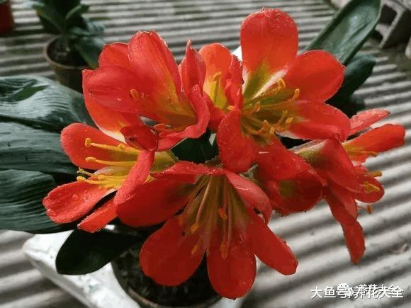 这8种“兰”, 便宜好养活, 花开满枝比兰花都美!