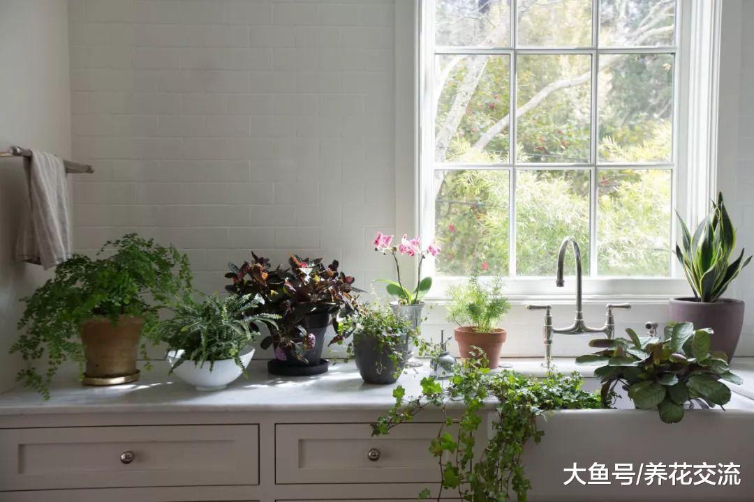 在低光照的桌面上也能开花的盆栽植物, 这两种植物都适合办公室养