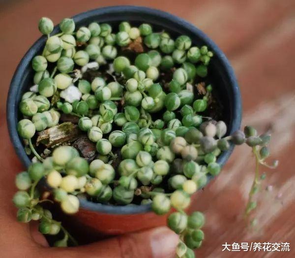 珍珠吊兰用这些技巧养护, 每年都能开出清新的小花