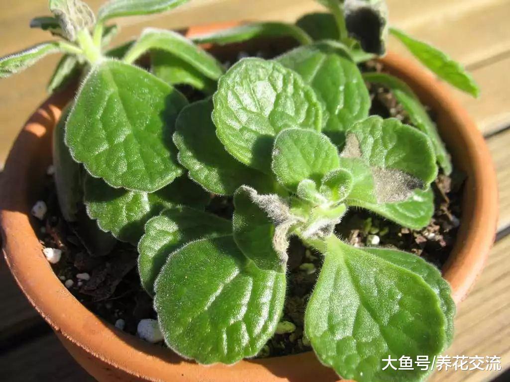 在窗台上种植香草盆栽也能不断采摘, 吃完还能继续长