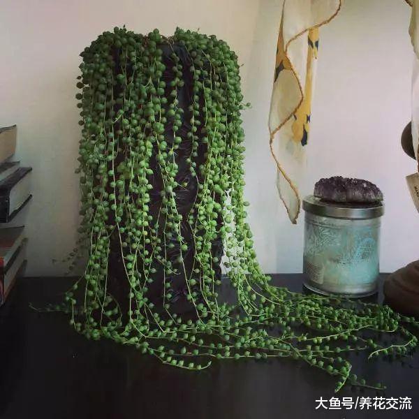 室内养珍珠吊兰常遇到的十个问题, 养好之后就能变成瀑布一般