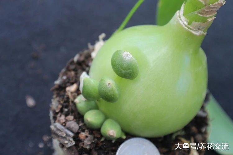 容易被误认为是大蒜的海葱盆栽, 养在窗台边还能开精致的花朵