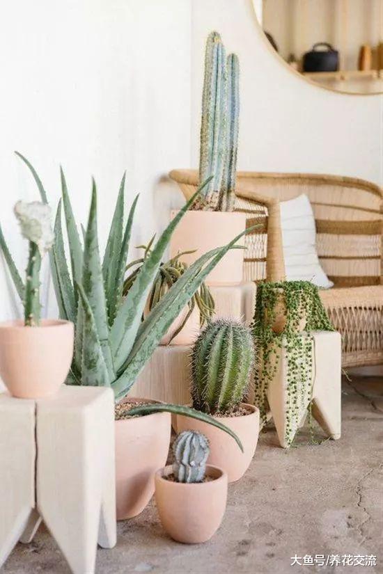 这15个花友的室内植物摆设你更喜欢哪个, 室内绿洲就是这感觉