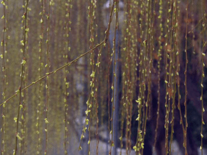 富贵竹滴上点“它”, 花根变健壮, 枝芽呼呼疯长!