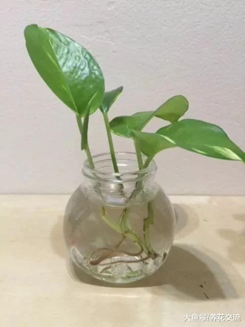 办公室遍地都是绿萝, 用这种方法繁殖看起来就变得清新