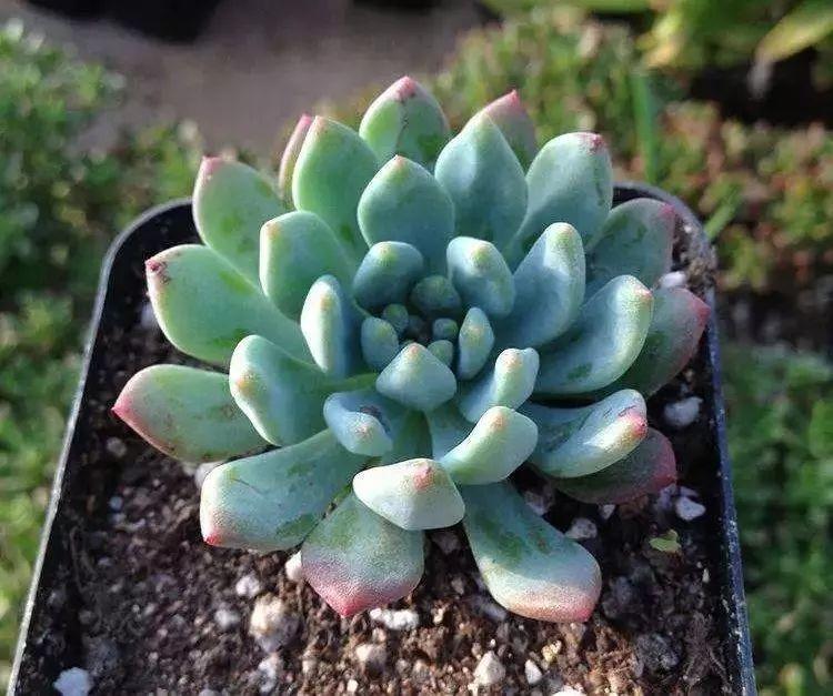 10种肥嘟嘟的多肉, 拳头大小, 听名字就流口水!