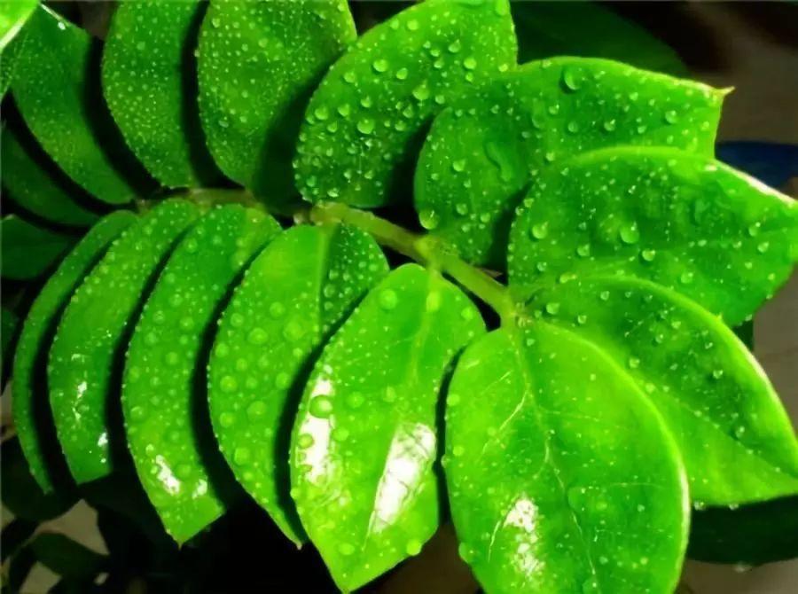 2019, 来盆旺运花, 新的一年好运连连!
