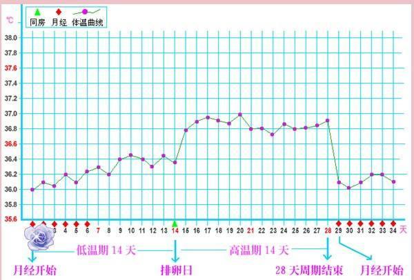 教您准确推算排卵期, 把握受孕好时机