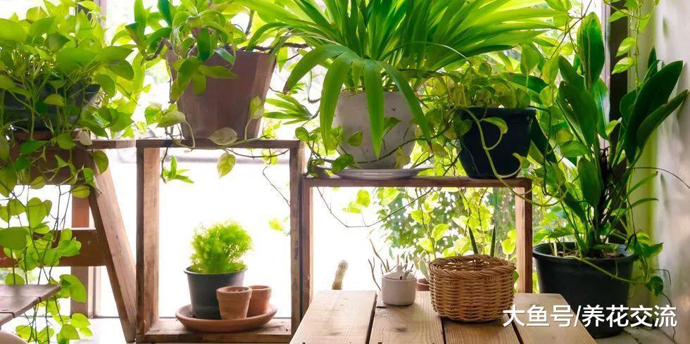 净化空气非常有效的7种植物, 每家都值得养几盆?