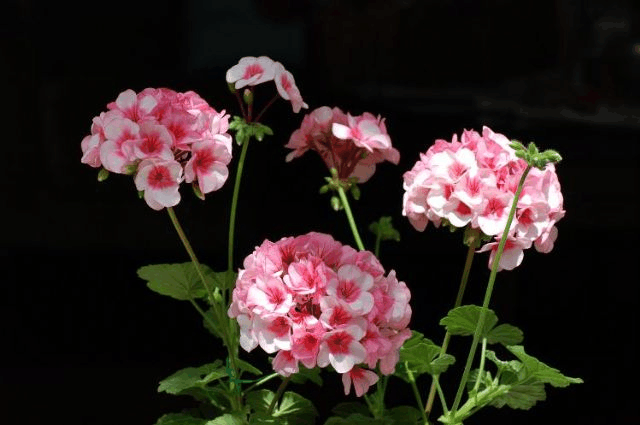 养花总掉“花骨朵”, 注意这4点, 不出几月就能开满盆