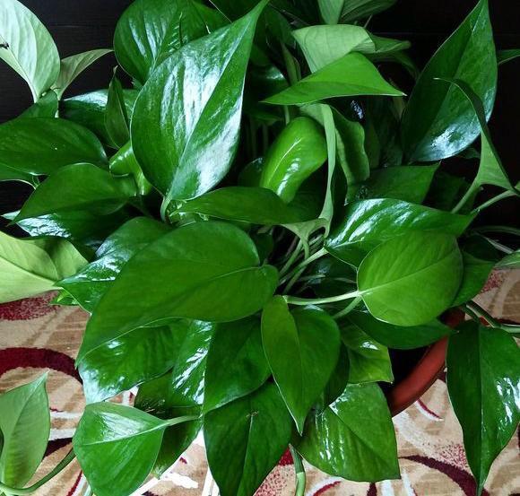 淘米水浇花? 老花农告诉你: 用对是肥料, 用错是“毒药”!