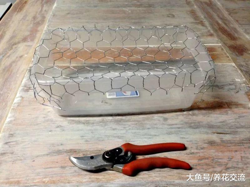 用铁丝网和塑料盒自制一个水培容器, 家里的多肉植物都能水培养护