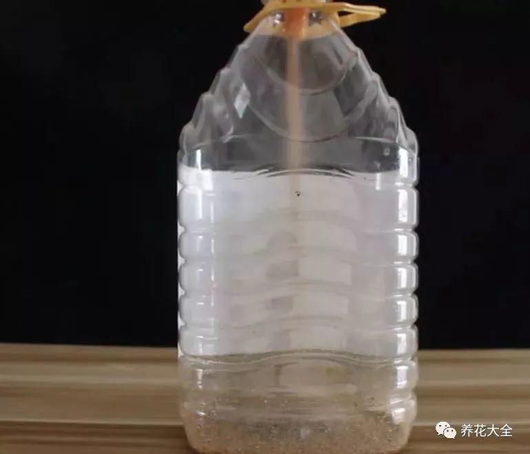 花生油桶别丢, 剪1刀塞厨房, 大蒜种出一箩筐, 盘子能摞5、6个!