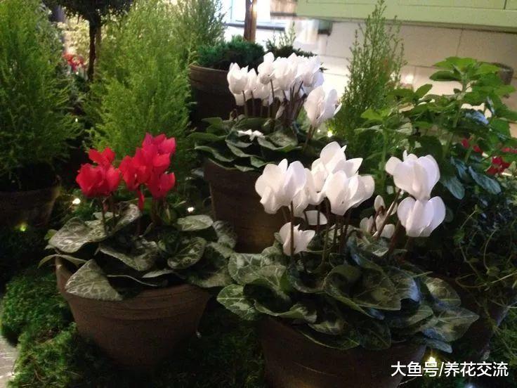 8种很适合作为礼物的冬季花卉, 寒冷的季节才会灿烂开花