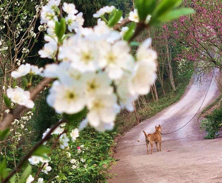 一排排挂起的玉米和辣椒, 这些记忆中的小院, 才是家的味道!