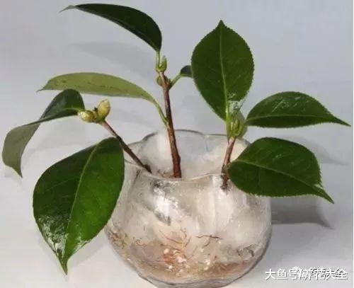 生根剂不用买, 只需2分钟在家就能做, 大白根呼呼长!