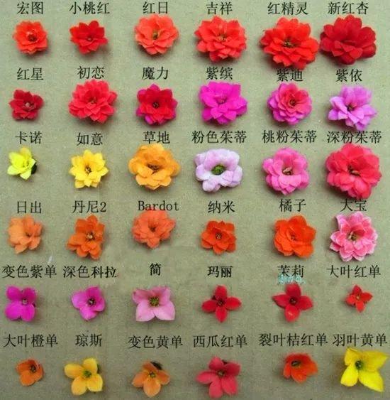 50种长寿花, 个个是极品, 看一眼就“入坑”!